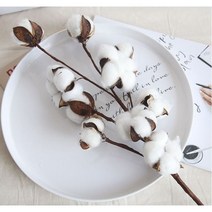 라온[MSGK] 목화조화 목화가지 목화꽃, 5p