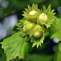 헤이즐넛 나무 / 개량 개암나무 묘목 / 루이스 1년생 FT4-0