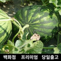 [특등급선별] 수박 11kg 과일 과일세트 망고수박 고창수박 노란수박 고당도수박 수박구매 수박당도 수박농가 수박농장 꿀수박 수박판매 맛있는수박