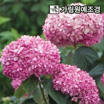 미국수국 아나벨 스트롱아나벨 핑크아나벨, 핑크아나벨 4치장포트, 1개