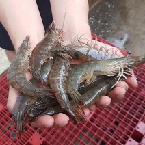 고흥 흰다리 새우 1kg 30미~40미 활새우 생새우 대하 새우 왕 새우 회 횟감 새우 오늘저녁메뉴 캠핑 새우구이