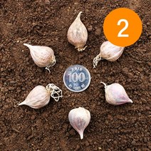 송이네농장 23년 의성 주아(통마늘) 2번 종자마늘 씨마늘 토종마늘, 2번 3kg(대략800~950개)