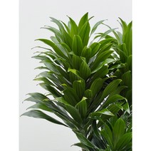 펠리체가든 드라세나 콤팩타 콤펙타 25cm 화분, 1개