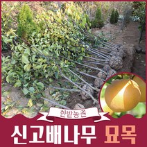 신고배나무 묘목 4년생 결실주 과일나무키우기 원예 유실수 정원수 조경용 가든