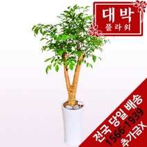 대박플라워 행복나무(해피트리) 개업화분 집들이 인테리어화분 공기정화식물 관엽식물 전국꽃배달서비스