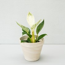버킨콩고 필로덴드론 감성식물 실내공기정화식물 플랜테리어 카페식물, 4.독일토분_크림, 1개
