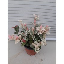 오색마삭줄/초설