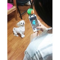 반려견 사진 셀카 보조 삑삑이 테니스공 새끼강아지 다견가정 놀잇감 toy 이갈이 교육, 1개