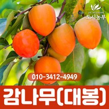 감나무/대봉/접목2년/분/대봉감/1등묘/특묘/감/감나무묘목/과일/열매/유실수/나무/묘목/도시농부