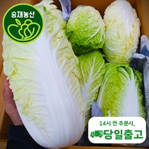<승 재 농 산> 알배기배추 알배기 알배추 쌈배추 6통 12통, 6개, 6개” class=”wr-img”></a></div></div></div></div><div class=