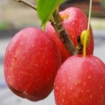 묘목/ 사과나무 알프스오토메/접목1년/중묘/10주 CH009