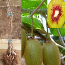 D 키위묘목 접목1년2그루(레드키위(암)1+숫나무1그루)