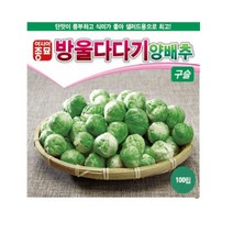 양배추 씨앗 100립 방울 구슬 양배추 씨앗