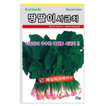 땅딸이시금치_35g (월동 시금치)