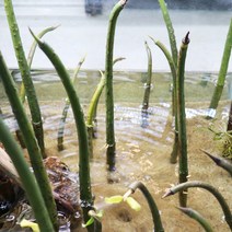 맹그로브 4뿌리, 단품