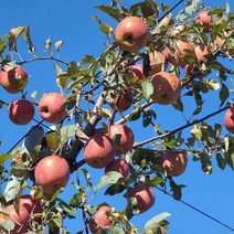 친환경 마음밭 국내산 유기농 사과 5kg, 사과 10kg