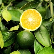 제주 무농약 청귤 풋귤 2kg, 단품