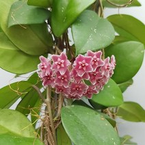 호야 카노사 색상랜덤 199