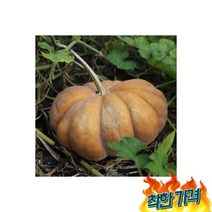 호박 맷돌호박 7kg내외 (1~2덩이 대중과), 늙은호박 맷돌호박 7kg내외 (1~2덩이 / 대중과)