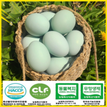 브로노아 협력업체 HACCP 산란당일발송 청란유정란 청란 달걀 청계닭 유정란20구, 42g, 20구