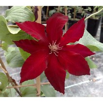 유럽 클레마티스 레베카 11CM 사각포트 신품종 큰꽃으아리 봄꽃 빨강꽃 넝쿨식물 꽃보러가자