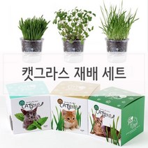 [천삼백케이] [오너클랜] 키우기쉬운 고양이풀 캣닢 재배 투명화분 세트, 귀리