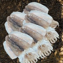 서해안 냉동 갑오징어 2kg (손질전) 오징어숙회 회무침 두루치기 버터구이