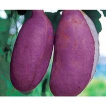 으름나무 으름묘목 포트묘목 트리팜원예종묘, 백화대실으름