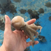 국내산 서해 냉동 쭈꾸미 1kg 당일조업 자연산 봄쭈꾸미, 1개