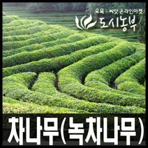 차나무/녹차나무/차나무묘목/포트15주