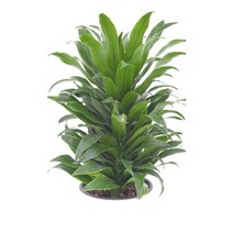 드라세나 콤펙타 외목대 40-50cm (농장에서 바로직송) - 공기정화 / 관상용 / 반려식물 - 꽃보러가자
