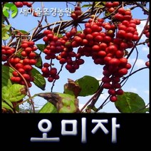 오미자나무 오미자나무묘목 약나무 덩쿨식물 열매나무 유실수, 1개