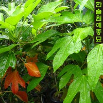 황칠나무 포트, 01 실생2년 4치포트, 1개