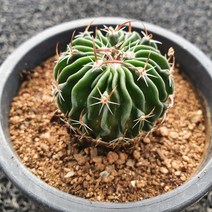 봄의정원 축옥 선인장