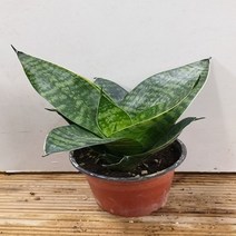 행복한꽃순이 산세베리아하니(소품)