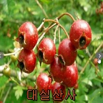 대실 산사나무 접목1년특묘 2그루/꽃나무/나무 묘목 과일나무 과실수