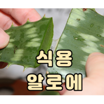 식용 알로에 생알로에 사포나리아 2kg 알로에효능 피부재생 면역력향상