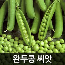 준 완두콩씨앗 완두콩 씨앗 종자 50g