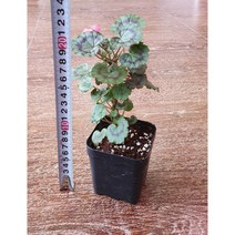 빌드베른로즈 잎이예쁜제라늄 외목대형