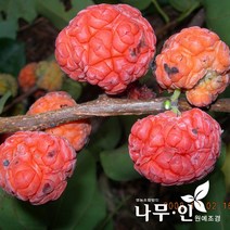 [나무인] 접목꾸지뽕 결실주 R5