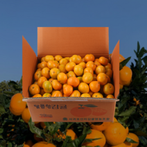 제주직송 첫 수확 서귀포 고당도 햇 감귤 로얄과 1박스 10KG