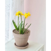 구근식물 수선화 히야신스 크로커스 꽃 화분 키우기쉬운식물 반려식물, 03_크로커스(색상랜덤)