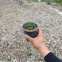 10~25cm 49 아미산 선인장 다육이 괴마옥친구