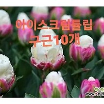 아이스크림 튤립/이이스크림튜울립구근 5개묶음, 아이스크림구근5개묶음