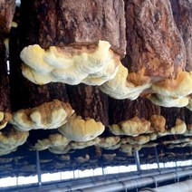 청도 공중재배 상황버섯농장 직송 국내산 상황버섯, 청도 공중재배 상황버섯 100g