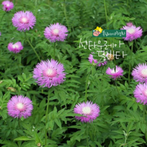 센타우레아 딜바타 [4포트] (복남이네야생화 모종 수레국화 centaurea 퍼플 여름)