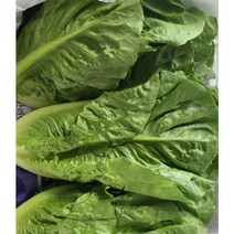 로메인 국내산 통 로메인 1kg 2kg (특)2kg 싱싱하고 깨끗한 통로메인 판매합니다. 직배송 깨끗함 편리함 제철 건강야채 로메인