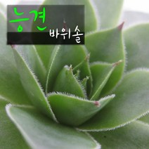 능견 (바위솔/노지월동) 지름 9cm 소품 다육화분, 3개