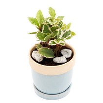 아침향기 공기정화식물 도토리화분 40종, 무늬산호수, 도토리 레드