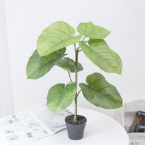 조화나무 움베르타 고무나무 50cm 블랙포트(임시화분) 인조 움벨라타 조화식물